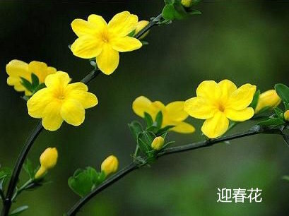 迎春花