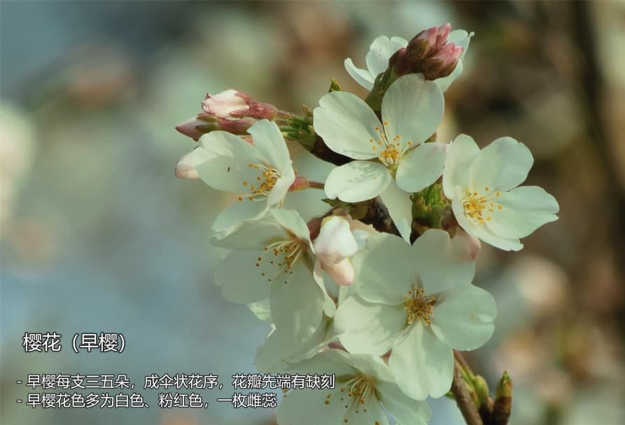 image-20240425192514809