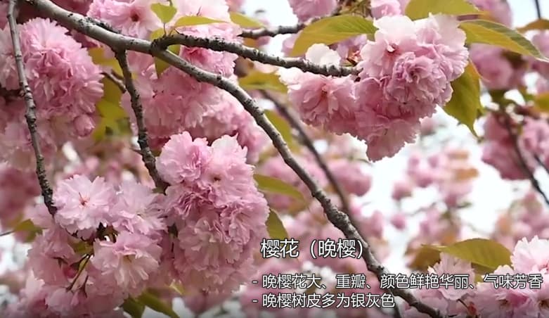 image-20240425193150888