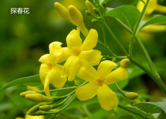 探春花image-20240426155653811