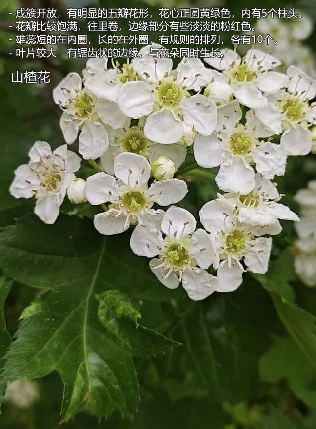 image-20240426175419153